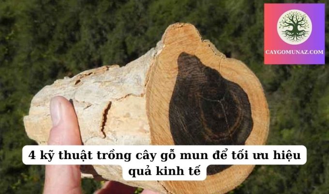 4 kỹ thuật trồng cây gỗ mun để tối ưu hiệu quả kinh tế