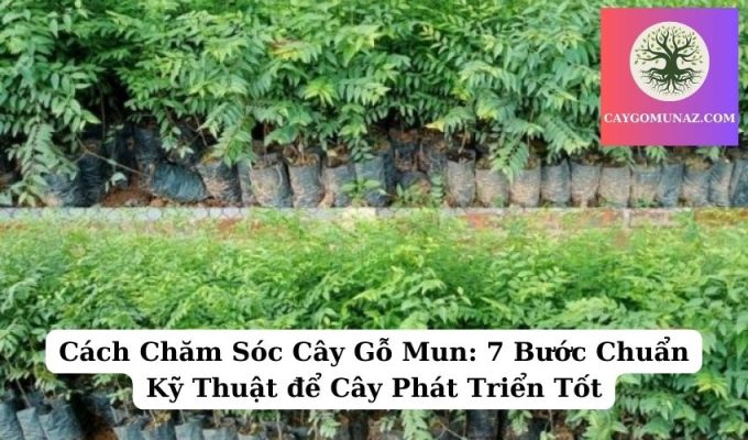 Cách Chăm Sóc Cây Gỗ Mun 7 Bước Chuẩn Kỹ Thuật để Cây Phát Triển Tốt