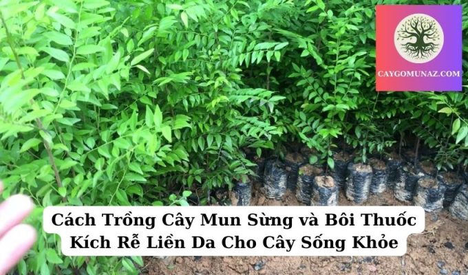 Cách Trồng Cây Mun Sừng và Bôi Thuốc Kích Rễ Liền Da Cho Cây Sống Khỏe