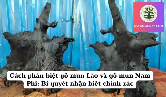 Cách phân biệt gỗ mun Lào và gỗ mun Nam Phi Bí quyết nhận biết chính xác