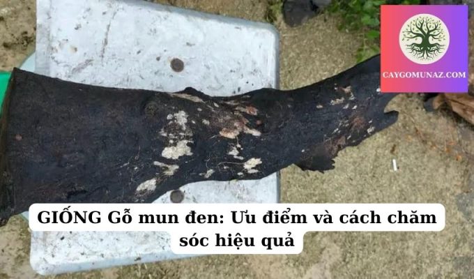 GIỐNG Gỗ mun đen Ưu điểm và cách chăm sóc hiệu quả