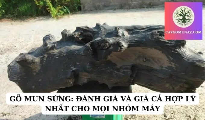 GỖ MUN SỪNG ĐÁNH GIÁ VÀ GIÁ CẢ HỢP LÝ NHẤT CHO MỌI NHÓM MÁY