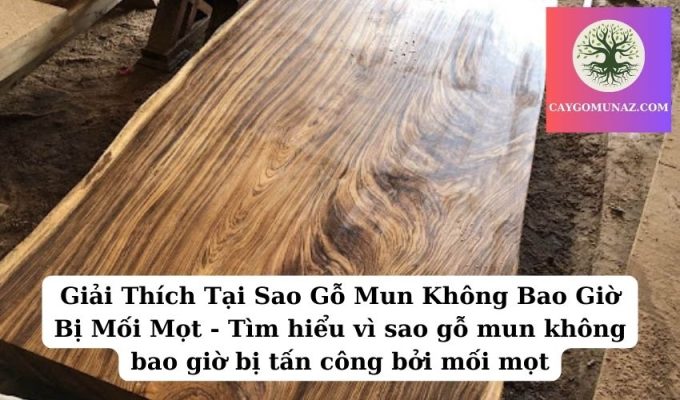 Giải Thích Tại Sao Gỗ Mun Không Bao Giờ Bị Mối Mọt - Tìm hiểu vì sao gỗ mun không bao giờ bị tấn công bởi mối mọt