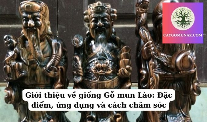 Giới thiệu về giống Gỗ mun Lào Đặc điểm, ứng dụng và cách chăm sóc