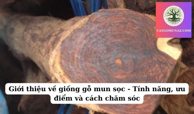 Giới thiệu về giống gỗ mun sọc - Tính năng, ưu điểm và cách chăm sóc