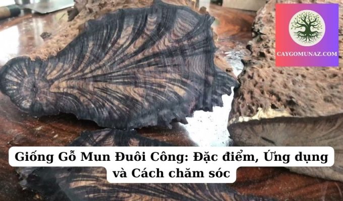 Giống Gỗ Mun Đuôi Công Đặc điểm, Ứng dụng và Cách chăm sóc