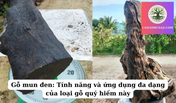 Gỗ mun đen Tính năng và ứng dụng đa dạng của loại gỗ quý hiếm này