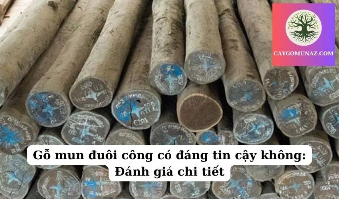 Gỗ mun đuôi công có đáng tin cậy không Đánh giá chi tiết