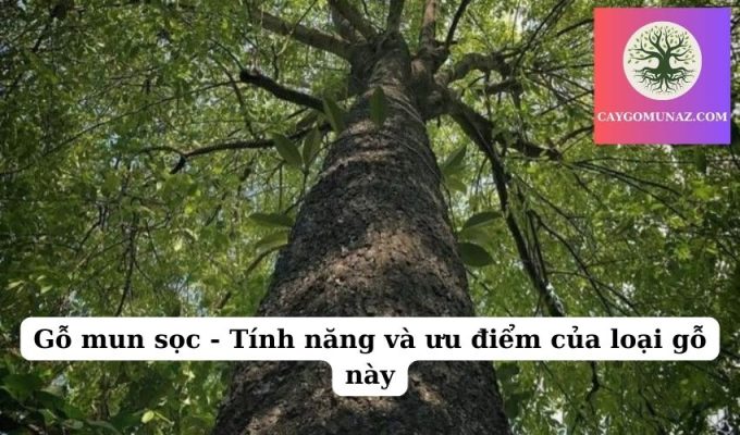 Gỗ mun sọc - Tính năng và ưu điểm của loại gỗ này