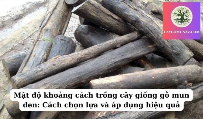 Mật độ khoảng cách trồng cây giống gỗ mun đen Cách chọn lựa và áp dụng hiệu quả