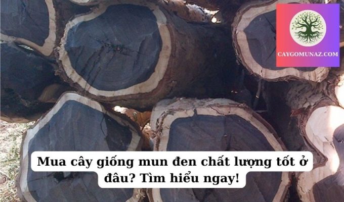 Mua cây giống mun đen chất lượng tốt ở đâu Tìm hiểu ngay!