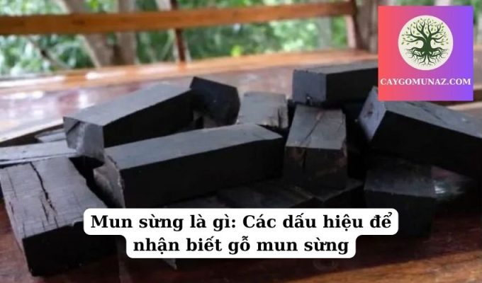 Mun sừng là gì Các dấu hiệu để nhận biết gỗ mun sừng