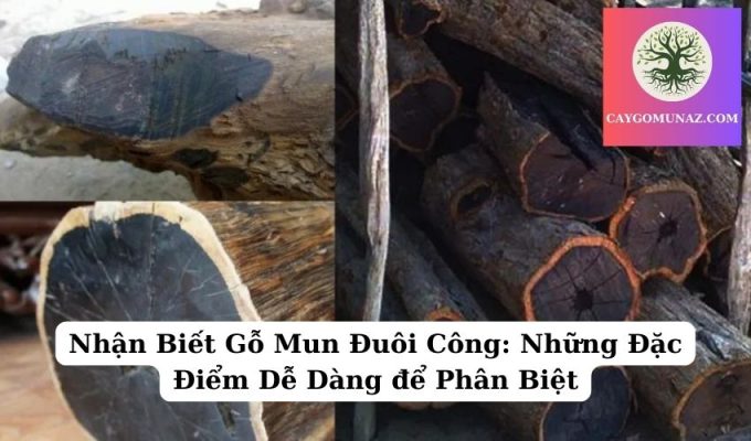 Nhận Biết Gỗ Mun Đuôi Công Những Đặc Điểm Dễ Dàng để Phân Biệt