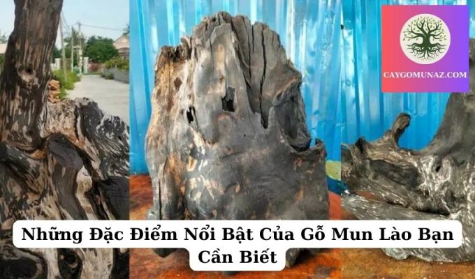 Những Đặc Điểm Nổi Bật Của Gỗ Mun Lào Bạn Cần Biết