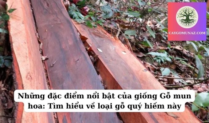 Những đặc điểm nổi bật của giống Gỗ mun hoa Tìm hiểu về loại gỗ quý hiếm này