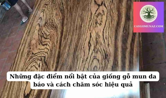 Những đặc điểm nổi bật của giống gỗ mun da báo và cách chăm sóc hiệu quả