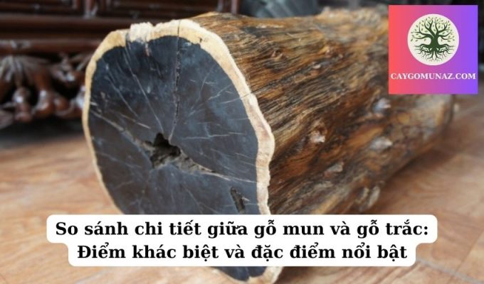 So sánh chi tiết giữa gỗ mun và gỗ trắc Điểm khác biệt và đặc điểm nổi bật