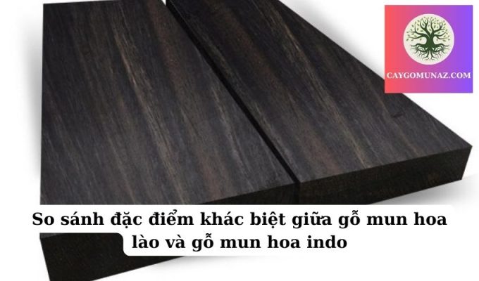 So sánh đặc điểm khác biệt giữa gỗ mun hoa lào và gỗ mun hoa indo