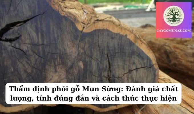 Thẩm định phôi gỗ Mun Sừng Đánh giá chất lượng, tính đúng đắn và cách thức thực hiện