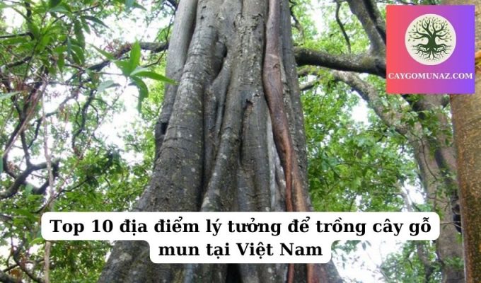 Top 10 địa điểm lý tưởng để trồng cây gỗ mun tại Việt Nam