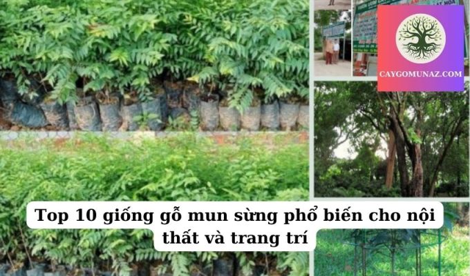 Top 10 giống gỗ mun sừng phổ biến cho nội thất và trang trí