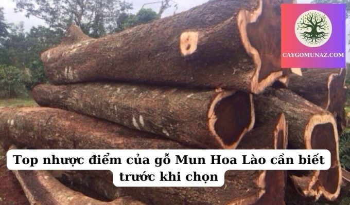 Top nhược điểm của gỗ Mun Hoa Lào cần biết trước khi chọn