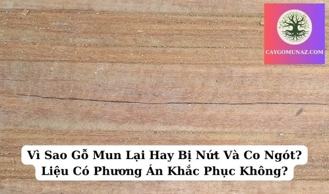 Vì Sao Gỗ Mun Lại Hay Bị Nứt Và Co Ngót Liệu Có Phương Án Khắc Phục Không