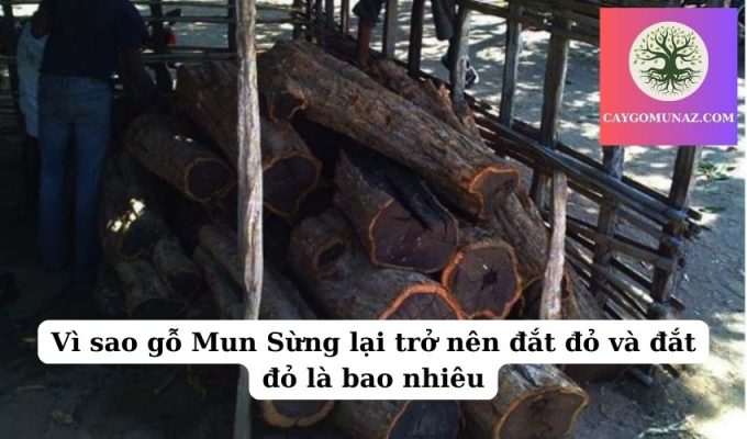 Vì sao gỗ Mun Sừng lại trở nên đắt đỏ và đắt đỏ là bao nhiêu